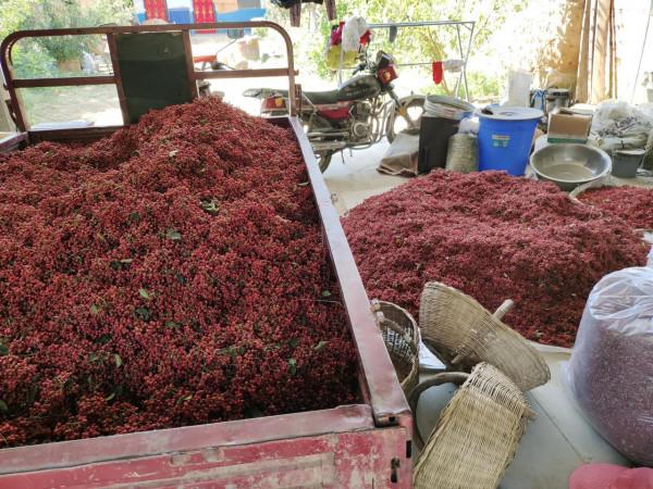 今年果農蘋果樹挖了,該種植什麼?我來告訴你 今年果農蘋果樹挖了,該種植什麼?我來告訴你