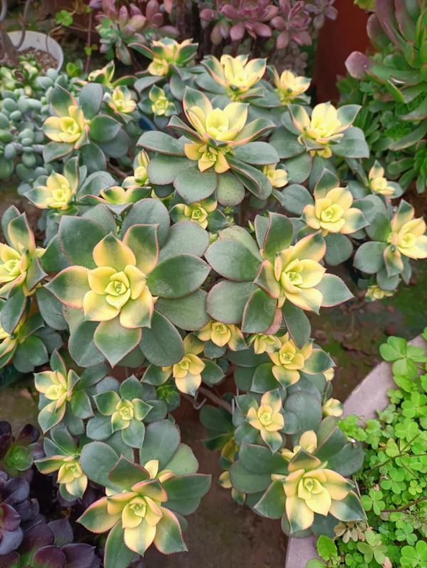 紅紅火火過年的肉肉