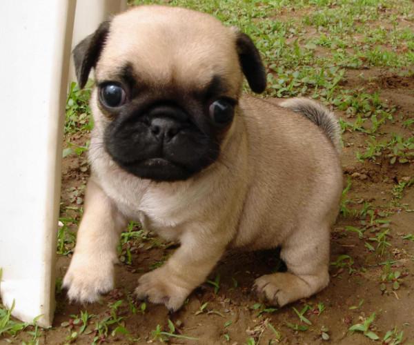 想養狗又不想運動，養這些狗最合適