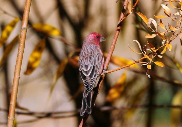 朱雀的原型你見過嗎?這兩種鳥辨識度十足,後者長相驚豔 朱雀的原型你見過嗎?這兩種鳥辨識度十足,後者長相驚豔