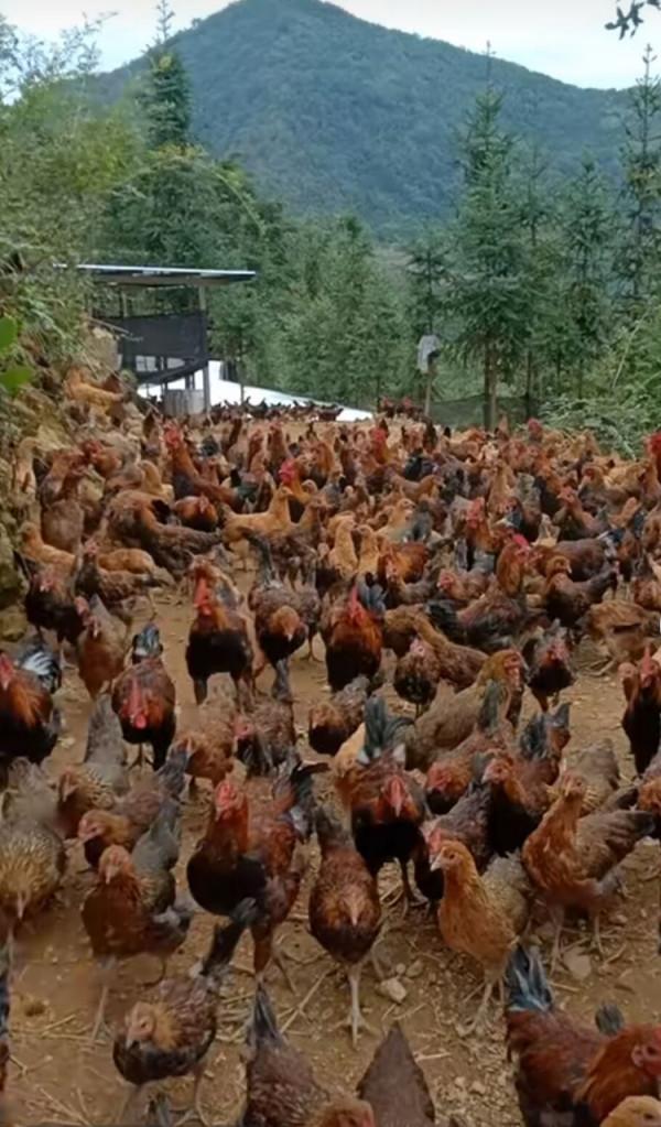 “EM菌自產劑”的用途與如何用於養殖