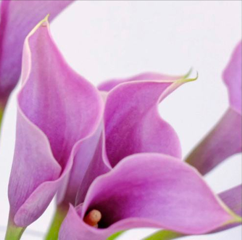 銀光綠裡似觀音，芋葉疑荷溼水斟&mdash;&mdash;海芋花