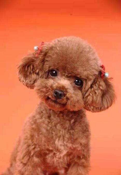 渾身軟萌萌的泰迪,經常有淚痕應該吃什麼狗糧 渾身軟萌萌的泰迪,經常有淚痕應該吃什麼狗糧