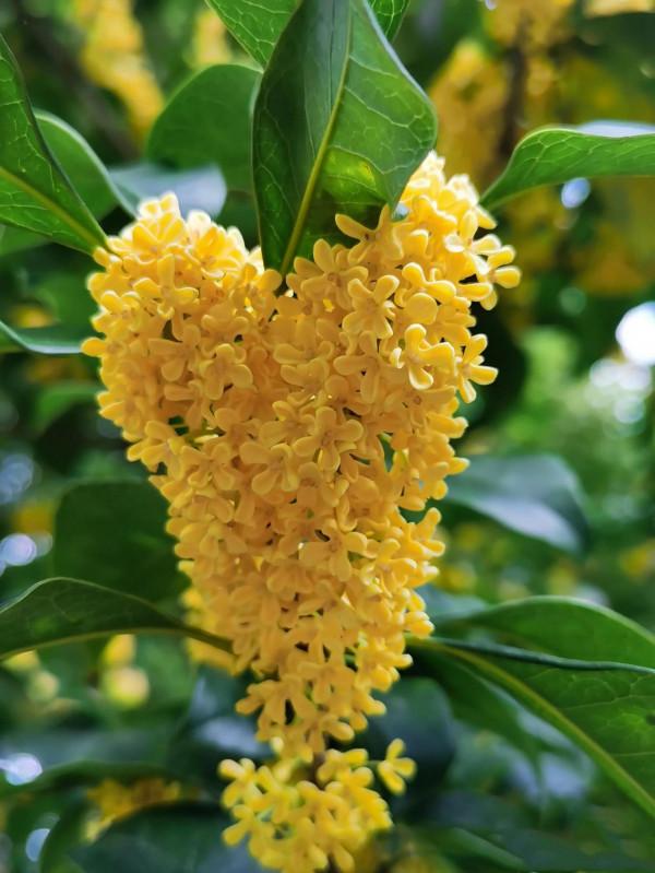 賞讀:秋雨,秋思,秋緒 賞讀:秋雨,秋思,秋緒