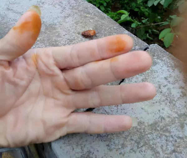 隨處可見的“臭姑娘”,好幾百一斤遭瘋搶!臭屁蟲到底有什麼用? 隨處可見的“臭姑娘”,好幾百一斤遭瘋搶!臭屁蟲到底有什麼用?