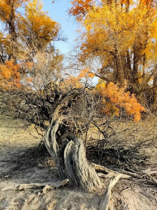 沙漠生命之魂 ～ 胡楊林