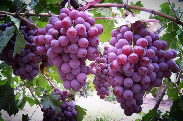 入秋後,4種水果要多吃,補充維生素,遠離秋燥 入秋後,4種水果要多吃,補充維生素,遠離秋燥