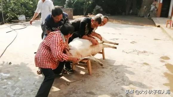 四川還能殺年豬嗎？為什麼呢？詳細解讀