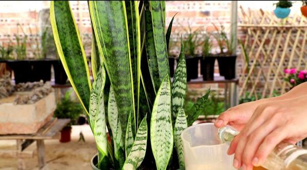 9月份君子蘭甦醒“肚子餓”,這樣來餵它,葉片肥厚也愛竄花箭 9月份君子蘭甦醒“肚子餓”,這樣來餵它,葉片肥厚也愛竄花箭