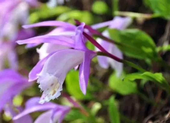 農曆8月20開始,養這幾款植物,花開芳香四溢,養家裡賞心悅目 農曆8月20開始,養這幾款植物,花開芳香四溢,養家裡賞心悅目