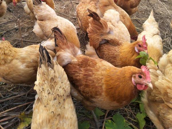 12種好吃的土雞品種，可真比“肉雞”香多了，看看有你家鄉的沒？