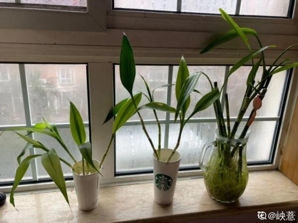 養花大棚倒閉,“貴貨花”路邊扔了一地,後悔沒帶個大麻袋 養花大棚倒閉,“貴貨花”路邊扔了一地,後悔沒帶個大麻袋