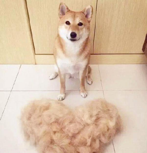 狗狗大量掉毛，這幾個原因，你家狗中了幾個？