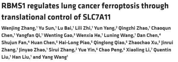 JCI | 汪洋團隊揭示RBMS1透過調控SLC7A11的翻譯從而影響肺癌鐵死亡