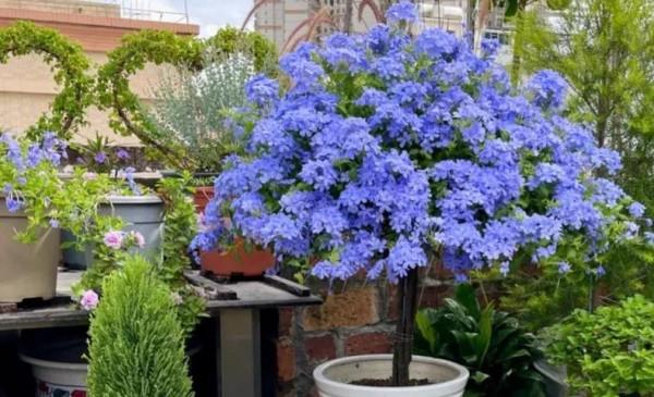 冬天適合養的花和植物有哪些？即使是嚴寒也抵擋不住養花的熱情