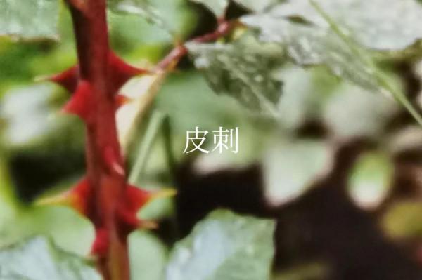 月季。薔薇科。灌木，小枝綠色，有鉤狀皮刺，刺基部扁而寬