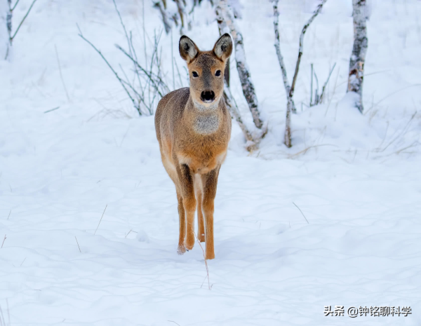 傻狍子摔劈叉！狍子傻到這份上都沒滅絕，為什麼遇到人類就慫了？