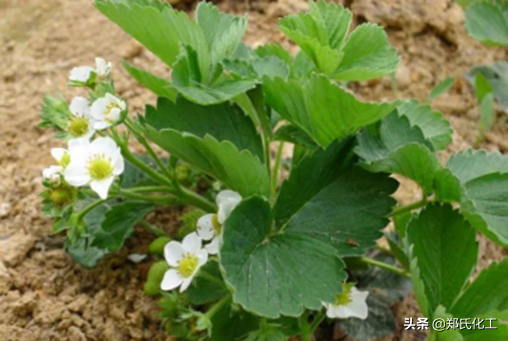 草莓花期種植管理技術