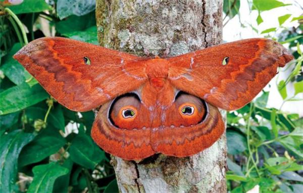 夢幻之林：蘇湖林區的漫步與燈誘