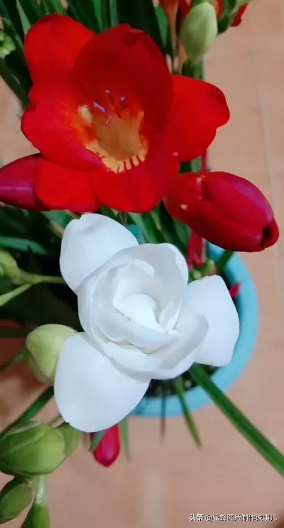 各種花卉植物，養在家裡什麼地方合適