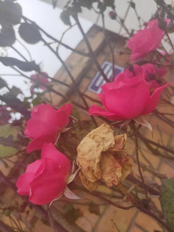 我的花花正開時--天上仙葩天外仙，俗塵汙濁夢也濁