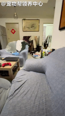 在家陪狗狗消耗體能，自己卻差點被撞飛，主人：就挺突然的...