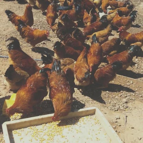 農村老鐵深山養土雞，年賺千萬逆襲成土豪，他是怎樣成功緻富的呢