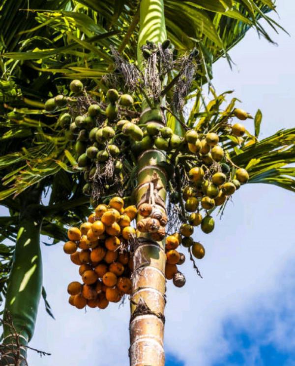 100種有毒的花和果，生活中很常見，出門要小心，避免受傷害