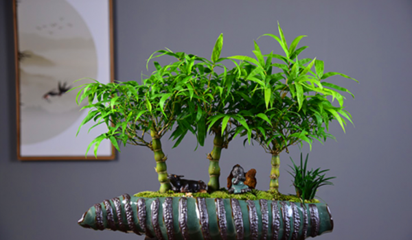 喜歡種植竹子,不用愁沒院子,將這3樣盆栽,輕鬆打造出雅緻盆景 喜歡種植竹子,不用愁沒院子,將這3樣盆栽,輕鬆打造出雅緻盆景
