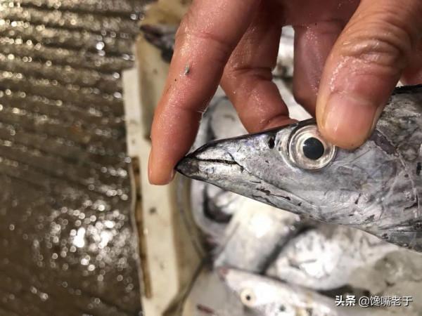 買帶魚:黑眼睛和黃眼睛哪種好?牢記3買4不買,帶魚新鮮味道正 買帶魚:黑眼睛和黃眼睛哪種好?牢記3買4不買,帶魚新鮮味道正