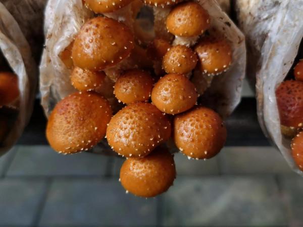 走進京郊蘑菇園 見識各類蘑菇