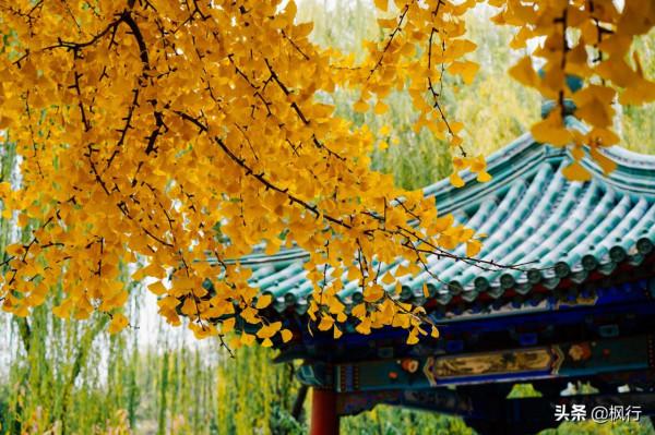 再有半個月，北京將迎來最美的季節，12個銀杏寶藏地，附機位攻略