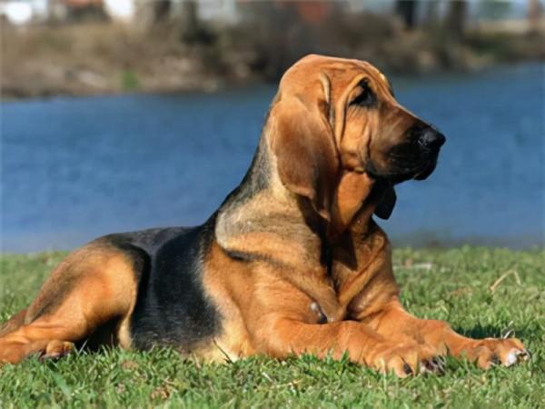 狗狗品種介紹大全！我們應該怎麼挑選適合自己的狗狗？