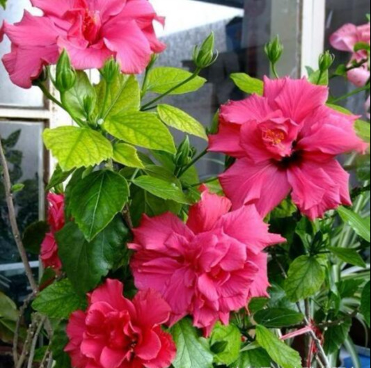 9種“勤勞花”，別名“天天開”，365天花不斷，也不怕累壞了