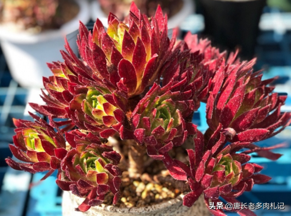 養肉養貓兩難全,為了不讓貓刨自己的多肉,大家都用了哪些辦法? 養肉養貓兩難全,為了不讓貓刨自己的多肉,大家都用了哪些辦法?