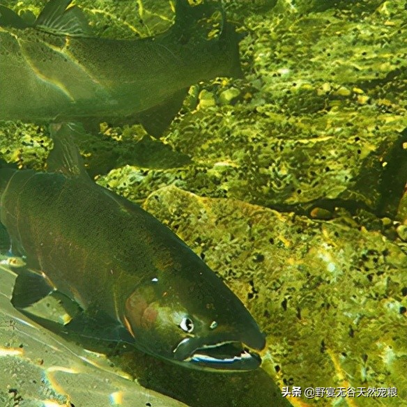 雙十一囤貨攻略