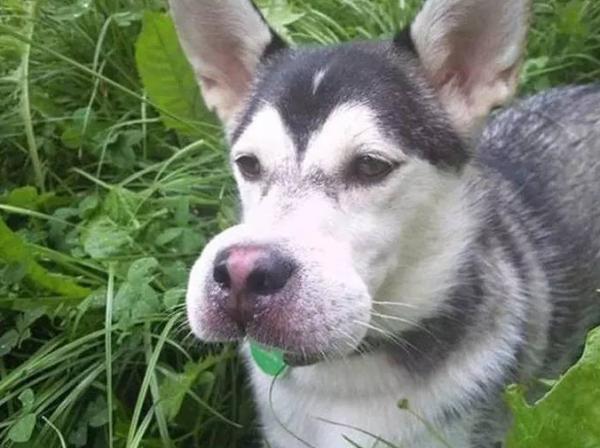 哈士奇鼻子不黑怎麼回事？6個原因告訴你，請做好預防