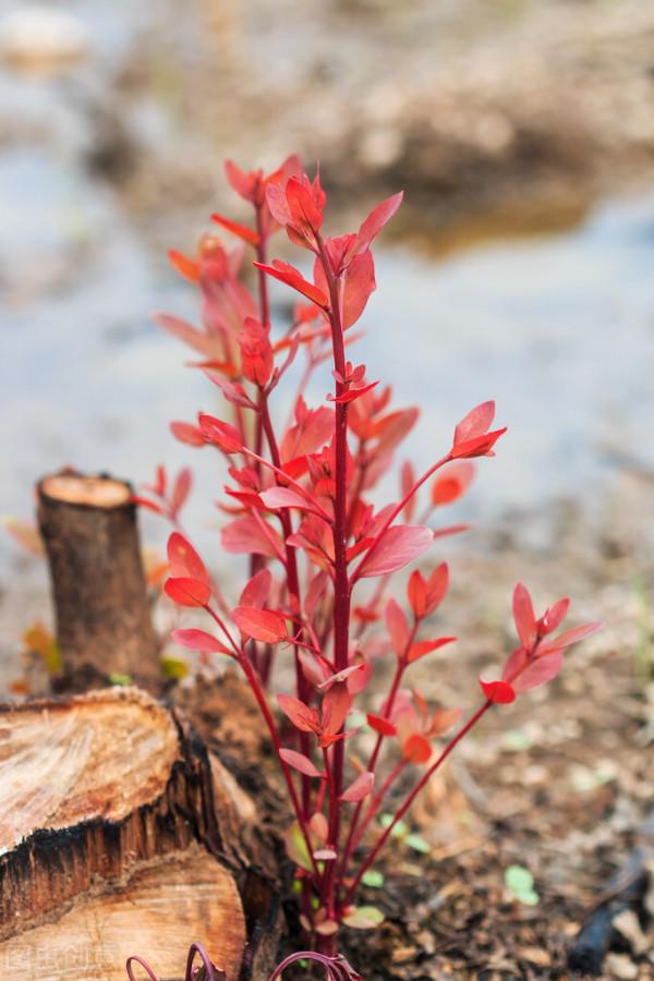 遍地桉樹惹爭議，廣西為何不“換掉桉樹”？