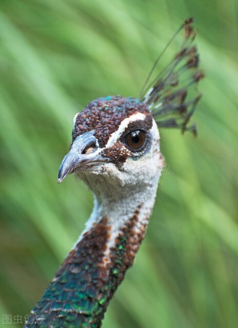 手機桌布‖美麗的孔雀