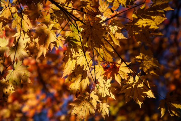 長白山旁望天鵝 - 那個殘破的火山口