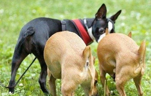 狗狗為啥喜歡聞屁股?真不是“變態”,原因是這幾點 狗狗為啥喜歡聞屁股?真不是“變態”,原因是這幾點