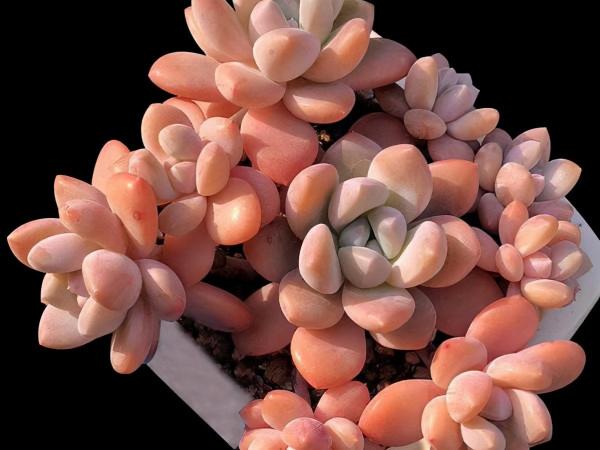 桃蛋加勞爾等於洛神，容易養成老樁，出狀態時顏色橙黃真漂亮