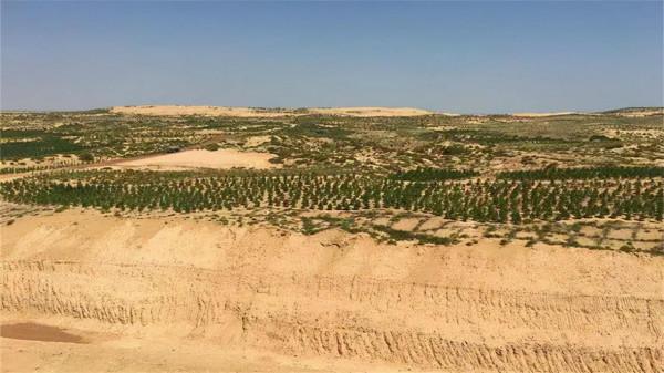 沙地年均縮減1980平方公里,動物從瀕危變易危,中國發布白皮書 沙地年均縮減1980平方公里,動物從瀕危變易危,中國發布白皮書