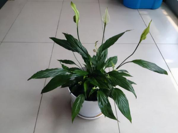 臥室適合養什麼植物：室內植物養殖有講究