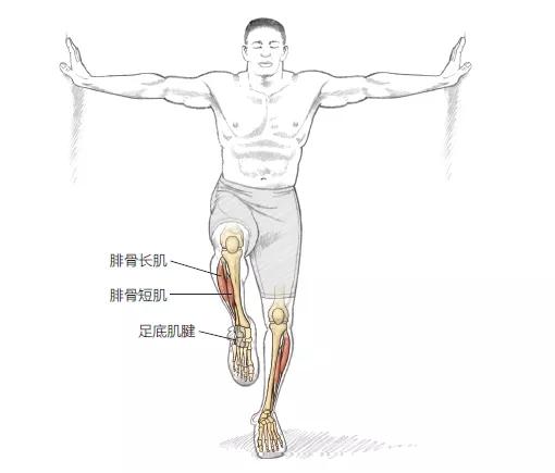 預防膝蓋損傷訓練動作,不僅加強平衡力,而且還可增強肌肉力 預防膝蓋損傷訓練動作,不僅加強平衡力,而且還可增強肌肉力