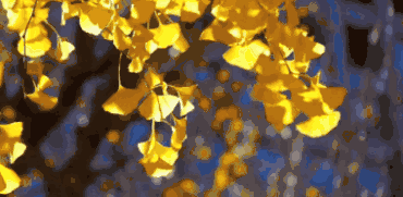 拾一片銀杏葉，藏住最美“秋韻”！