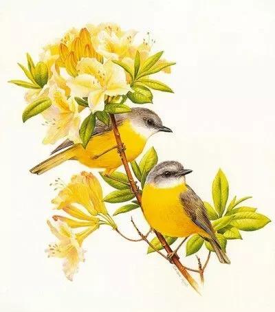 大自然的小精靈——花鳥