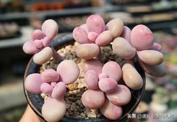 對於剛養多肉的新手來說，桃美人好養而桃蛋好看，怎麼挑是個難題