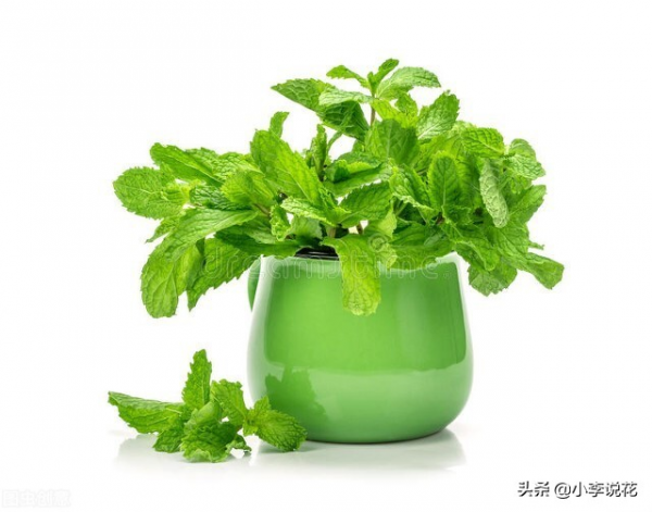 衛生間有異味？就養這幾種植物，能殺菌除臭，讓身體更健康