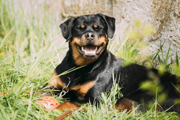 世界上那些危險的狗狗品種